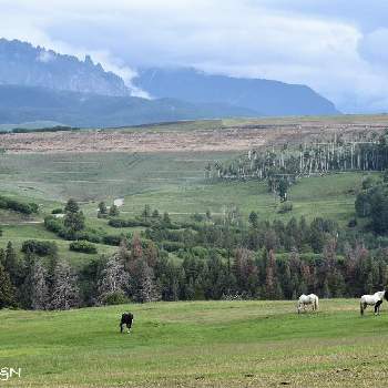 アメリカ コロラドの画像 by noripさん | お出かけ先と牧場と高原♪と山道と自然大好きとアメリカ コロラドとお馬さん達