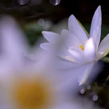 ヒツジグサの画像 by houroumonoさん | ヒツジグサと山野草と白い花