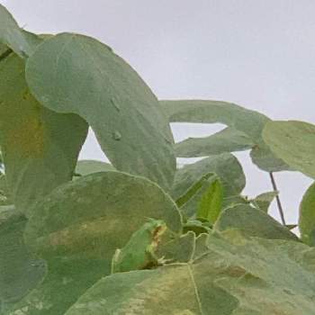 葛の葉の投稿画像一覧 Greensnap グリーンスナップ