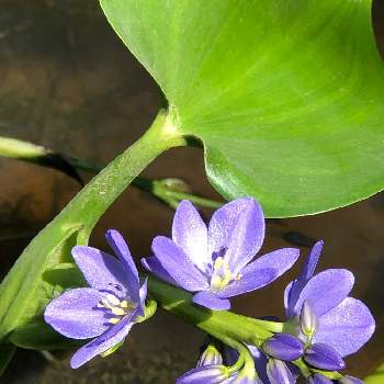 水辺の植物の投稿画像一覧 Greensnap グリーンスナップ