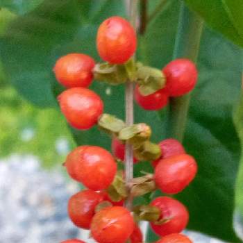 赤の美の画像 by ハッピーさん | 小さな庭と数珠珊瑚(ジュズサンゴ)と木の実と秋の気配♪♪とみどりのあるくらしと自然の営みと秋色と赤の美と生命力！