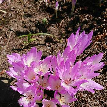 コルチカム　イヌサフランの画像 by あーちゃんさん | 広い庭と庭の花と花のある暮らしとこんにちはとコルチカム　イヌサフラン