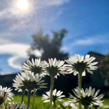 ヒナギク（デイジー）の画像 by Juneさん | ヒナギク（デイジー）と小さな花と白い花♡と我が家の庭♡