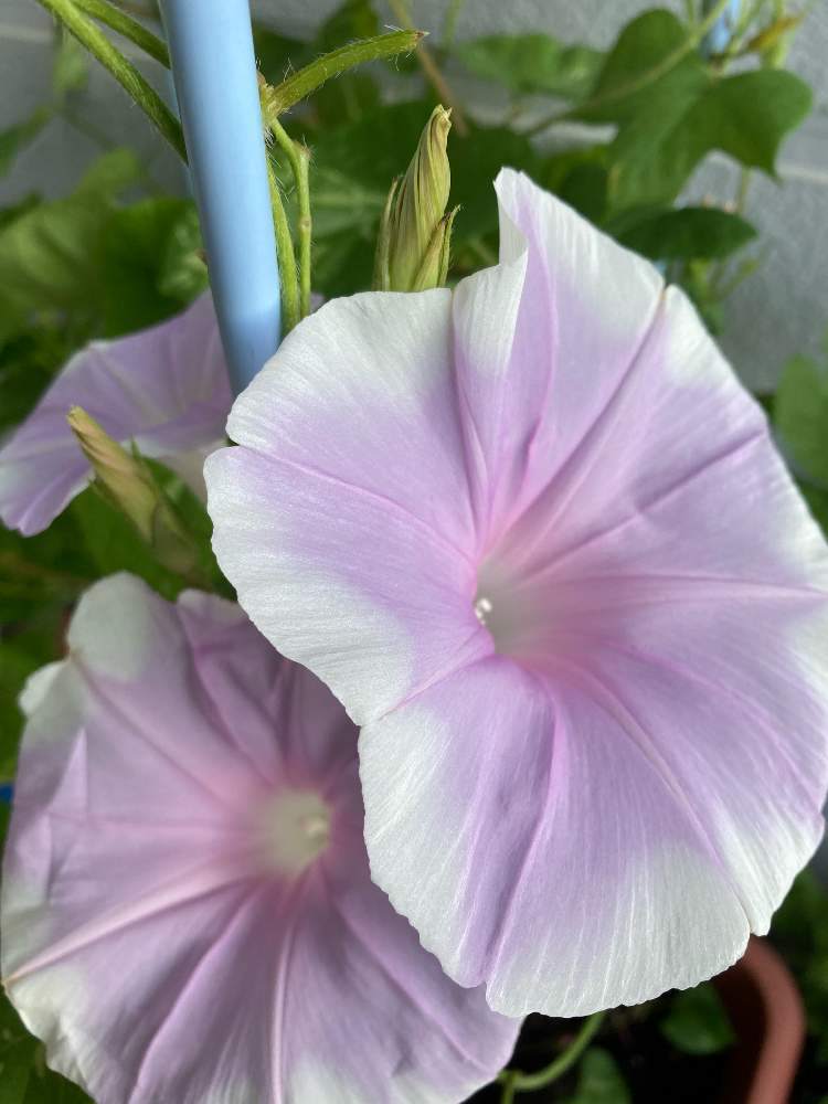 朝顔の投稿画像 By Gurichannel ぐりちゃんねる さん 玄関と好きなお花と夏から秋へと朝顔 と好きなお花と夏から秋へと朝顔 21月9月21日 Greensnap グリーンスナップ Greensnap グリーンスナップ