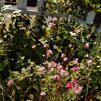 ピンクパープルの花の画像 by あななさん | 小さな庭と白蝶草 ガウラと薄ピンクの花と花のある生活とピンクパープルの花と暮らしに花をと花のある暮らしと白い花
