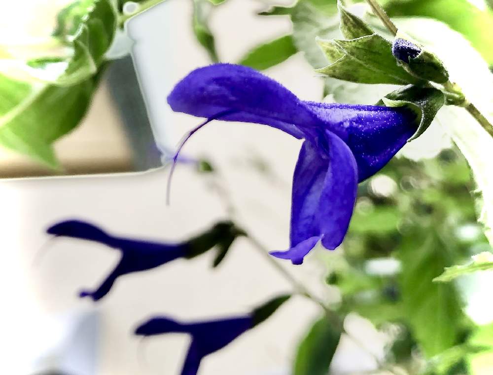 小さな庭の画像 by ぎんねこさん | 小さな庭とサルビアとサルビア・ガラニチカと青い花と紫色の花と今日のお花と青色ファンタジー