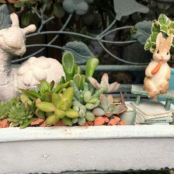 うさぎ の投稿画像一覧 Greensnap グリーンスナップ