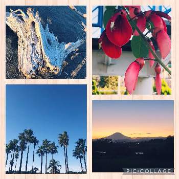 マメ科の花の投稿画像一覧 Greensnap グリーンスナップ