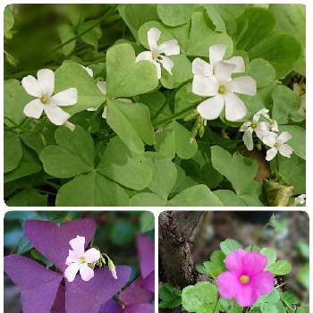 小花派の画像 by ママリンさん | 小さな庭とオキザリスと地植えとナチュラルガーデンと小花派