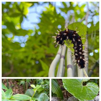 毛虫の投稿画像一覧 Greensnap グリーンスナップ