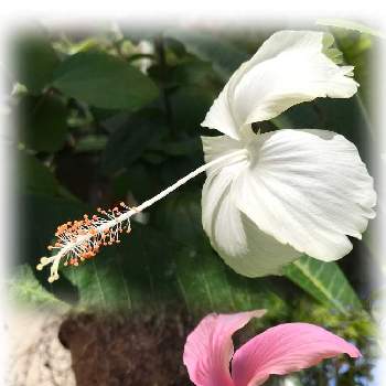 ハイビスカス ホワイトバタフライの画像 by しぶちゃんさん | テラスとハイビスカス ピンクバタフライとハイビスカス ホワイトバタフライとネコ好きとピンクのお花と花のある暮らしと白い花と今日のハイビスカス