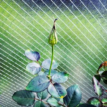 雨にも負けずの画像 by okiam2525さん | バルコニー/ベランダとエリナとバラ初心者と雨にも負けずと花いろいろと清楚な美しさと元気に育ててますよと夏にも負けないとあざやかな葉っぱ