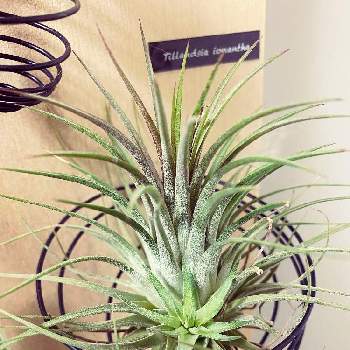 カイガラ虫との戦いの投稿画像一覧 Greensnap グリーンスナップ