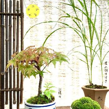 M's style bonsai(雑木)の画像 by 美野美谷さん | バルコニー/ベランダとM's style bonsaiとM's style bonsai(雑木)とM's style bonsai(草もの)とmy 苔&羊歯とM's style bonsai(苔・羊歯)ともみじ出猩々