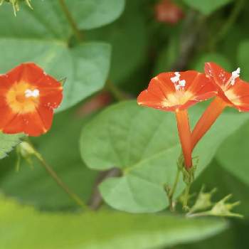 マルバルコウソウの花の画像 by HaRuさん | 帰化植物とヒルガオ科とツル性植物と北米原産とマルバルコウソウの花