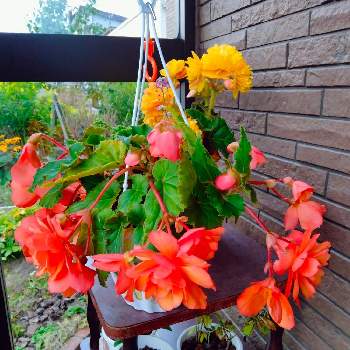 球根ベゴニアの画像 by tottokoさん | 玄関と球根ベゴニアと花のある暮らしとオレンジの花と花いろいろと北海道から