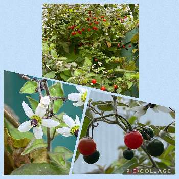 道端の小さな花の投稿画像一覧 Greensnap グリーンスナップ