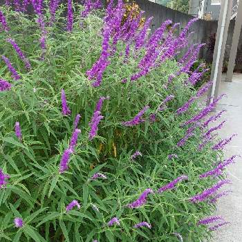 暑いの画像 by ひまりょうママさん | 小さな庭とアメジストセージと暑いと花パトロールと最高の天気☀と綺麗な紫色と花のある暮らし