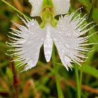 サギソウ,山野草の画像