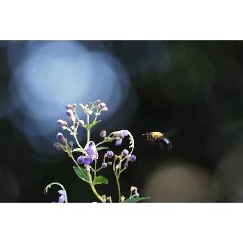 クマバチの投稿画像一覧 Greensnap グリーンスナップ