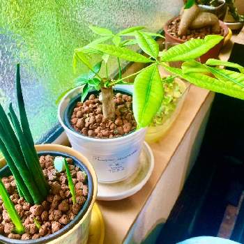 パキラ グラブラの投稿画像一覧 Greensnap グリーンスナップ