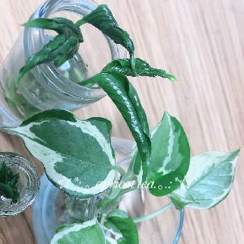 ポトステルノシャングリラの投稿画像一覧 Greensnap グリーンスナップ