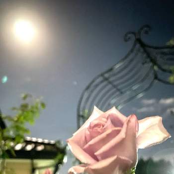 十五夜の画像 by RARAさん | テラスとばら バラ 薔薇と幸せにな〜る◡̈❁とブルームーン♥︎︎∗︎*ﾟとhappy♡とありがとう◡̈❁と香りフェチと薔薇♪とお月見と十五夜と月光浴♥︎︎∗︎*ﾟ