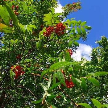 セイヨウナナカマドの投稿画像一覧 Greensnap グリーンスナップ