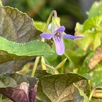 ビオララブラドリカの投稿画像一覧 Greensnap グリーンスナップ