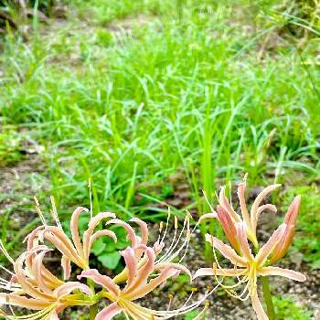 中国原産の投稿画像一覧 Greensnap グリーンスナップ