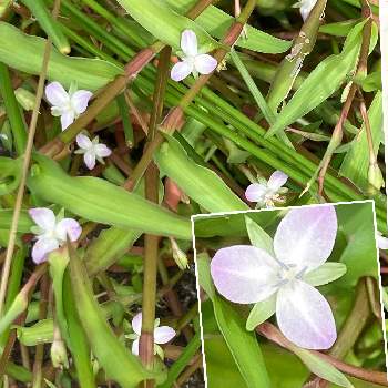 ツユクサ科の投稿画像一覧 Greensnap グリーンスナップ