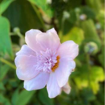 八重の花の投稿画像一覧 Greensnap グリーンスナップ