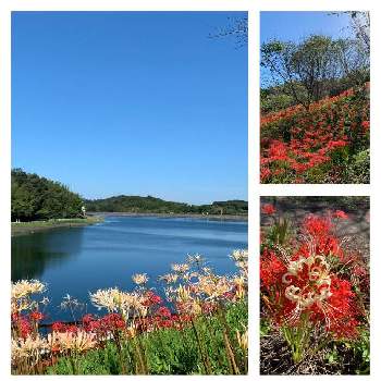 空色の画像 by さくらさん | お出かけ先と十月桜と睡蓮と 彼岸花とうどん県西支部と空色と宝山湖と花のある暮らしとiPhone撮影と癒される♡