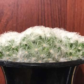 サボテン科マミラリア属の投稿画像一覧 Greensnap グリーンスナップ