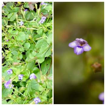 ウリクサの画像 by ruriさん | ウリクサと一年草と可愛い小さい花と名古屋市