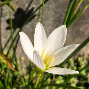 タマスダレ＊の画像 by momonokoさん | 叔母の庭とタマスダレ＊と花のある暮らしと白い花と優しい時間と癒しのひと時