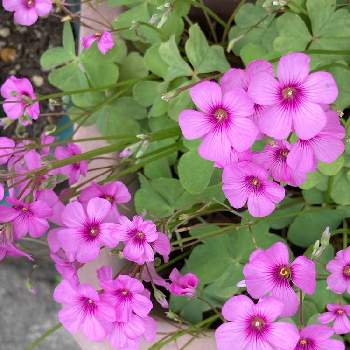 カタバミ属の投稿画像一覧 Greensnap グリーンスナップ