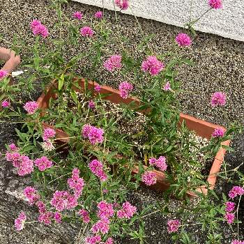 マゼンタ色の花の投稿画像一覧 Greensnap グリーンスナップ