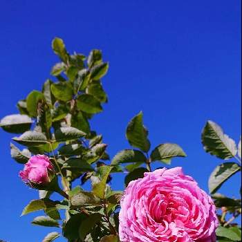 ななちち印の画像 by ＹＵＭＩＫＯさん | 小さな庭と私の癒し♡といい香り❤と薔薇愛同盟と花が好き❤とわれら17年組とおうち園芸とお花に癒されてと植中毒と2021 YUMIKO薔薇と花のある暮らしとバラ・ビアンヴニュと大好き♡︎ʾʾとかわいいな♡とななちち印といい色♡と香りの薔薇