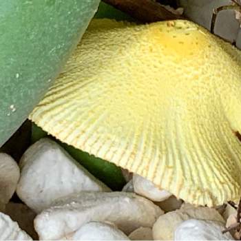 コガネキヌカラカサタケの投稿画像一覧 Greensnap グリーンスナップ