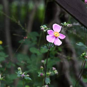 散策中の画像 by aji810061さん | キンポウゲ科とピンク色の花とシュウメイギク♪と散策中