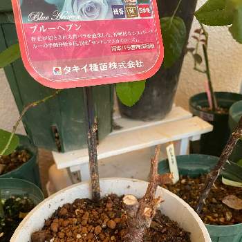ブルーヘブン の投稿画像一覧 Greensnap グリーンスナップ