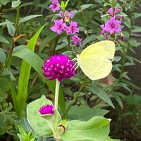 センニチコウ,花壇,ガーデニング,山野草,ヒユ科の画像