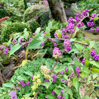 庭景色の画像 by 美野美谷さん | 広い庭と紫式部♡と秋の庭と和の庭と庭景色