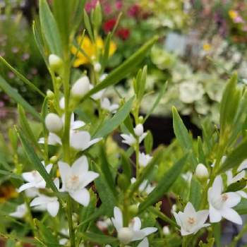クロウエア サザンクロス,お花に癒される,ちいさな幸せ♡,おうち園芸,鉢植えの画像