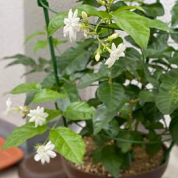 マツリカ,茉莉花,ジャスミン,いい香り,白い花の画像