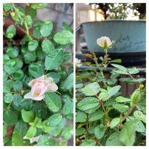 ミニバラ グリーンアイス,癒し…♡,アプローチの画像