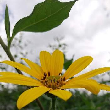 菊芋の花の投稿画像一覧 Greensnap グリーンスナップ