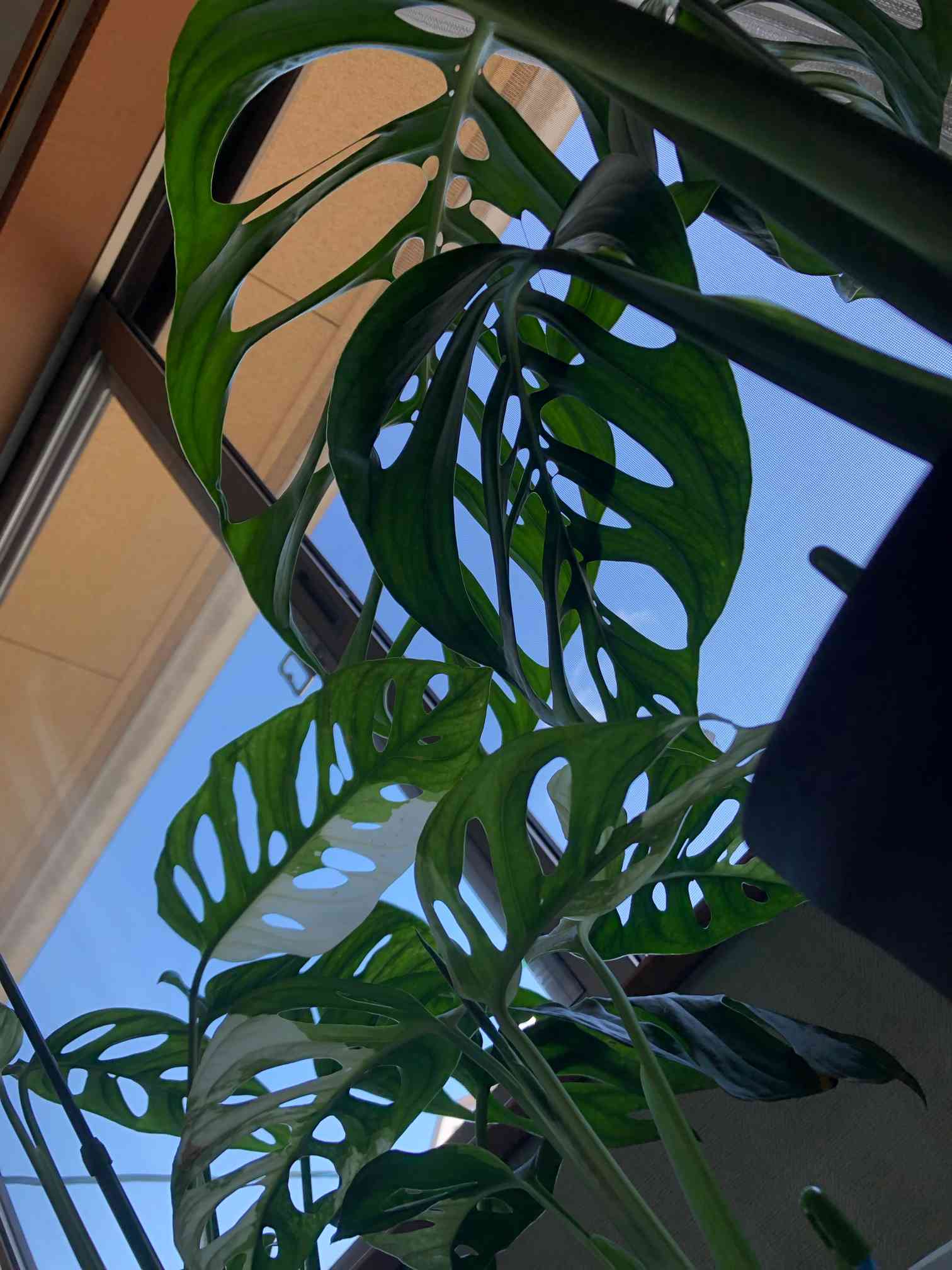 モンステラ エスケレートの一覧｜🍀GreenSnap（グリーンスナップ）