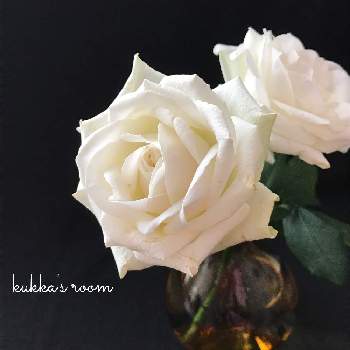 花瓶合わせの画像 by kukkaさん | 部屋とバラと逆光と水曜ローズショーと癒しと切り花を楽しむと花を飾ると穏やかな心と白いお花とナチュラルスタイルと花のある暮らしと花瓶合わせと秋を感じてと切り花